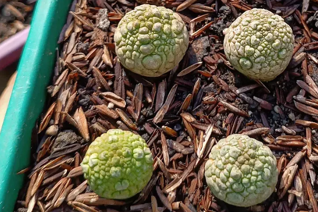 Pseudolithos migiurtinus 5 Seeds