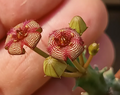 Caralluma europea x Stapelia erectiflora 5 Seeds