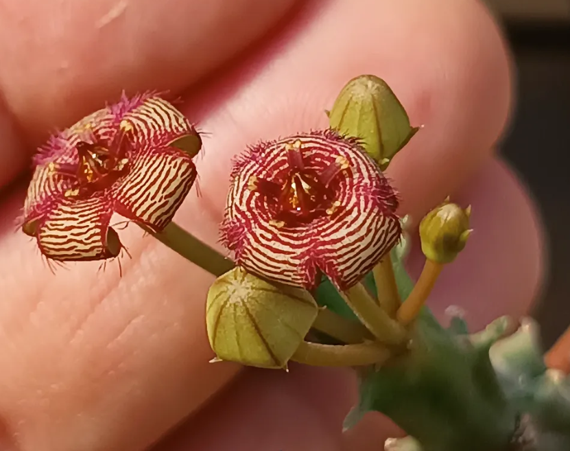 Caralluma europea x Stapelia erectiflora 5 Seeds