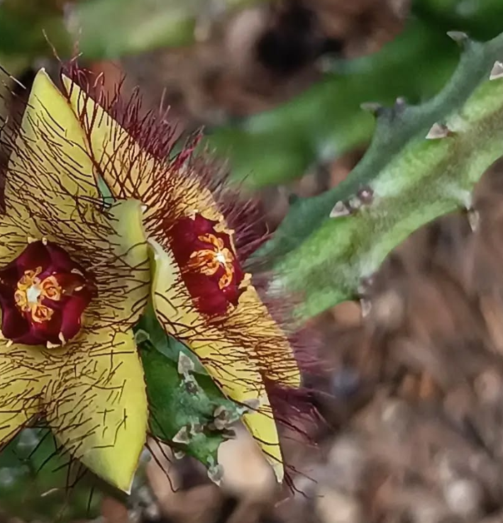 Caralluma indica 5 Seeds