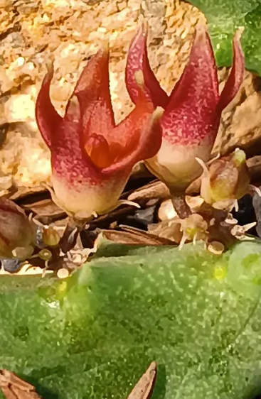 Stapeliopsis stayneri 5 Seeds