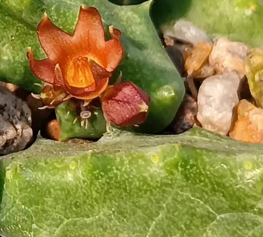 Stapeliopsis stayneri 5 Seeds