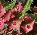 Huervalia 'Tea Rose' 7 Seeds
