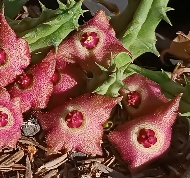 Huervalia 'Tea Rose' 7 Seeds
