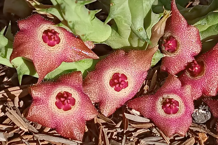 Huervalia 'Tea Rose' 7 Seeds