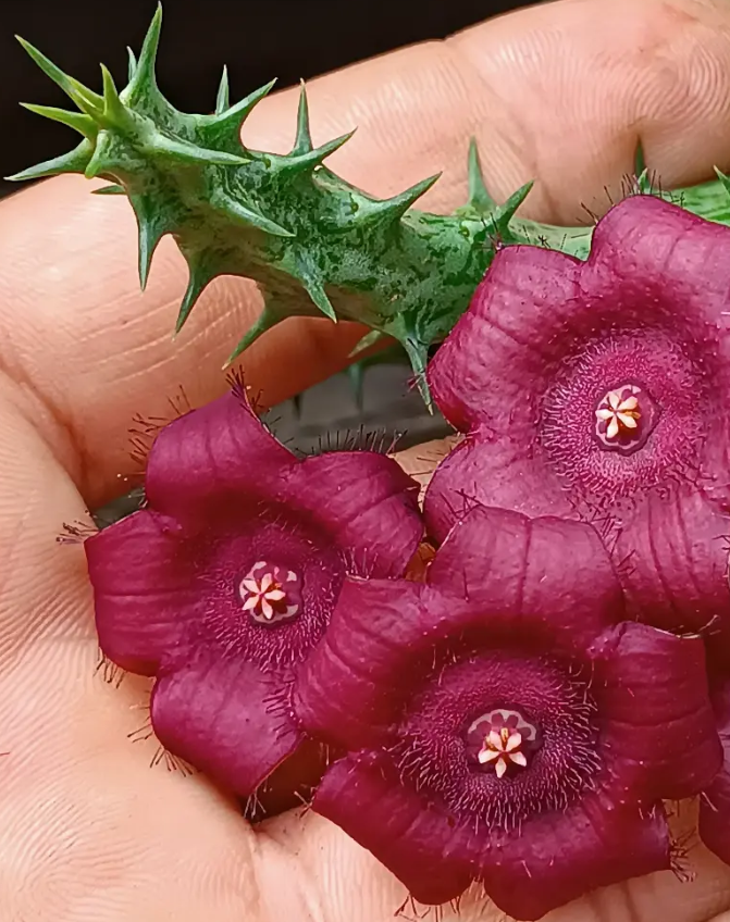 Duvalia sulcata 5 Seeds