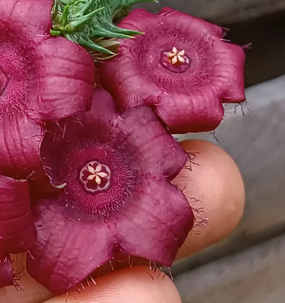 Duvalia sulcata 5 Seeds