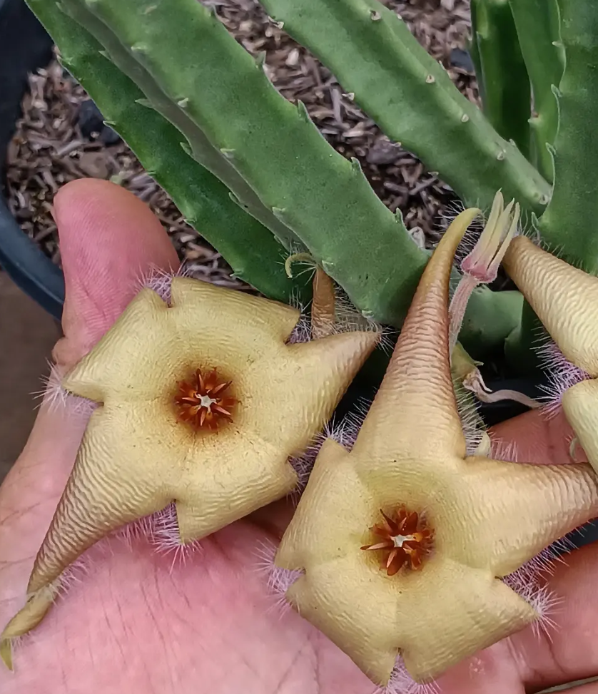 Stapelia asterias yellow 7 Seeds