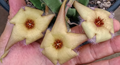 Stapelia asterias yellow 7 Seeds