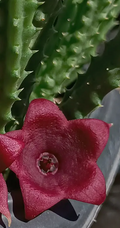 Huernia keniensis x Stapelia nudiflora 7 Seeds