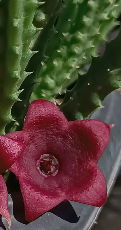 Huernia keniensis x Stapelia nudiflora 7 Seeds