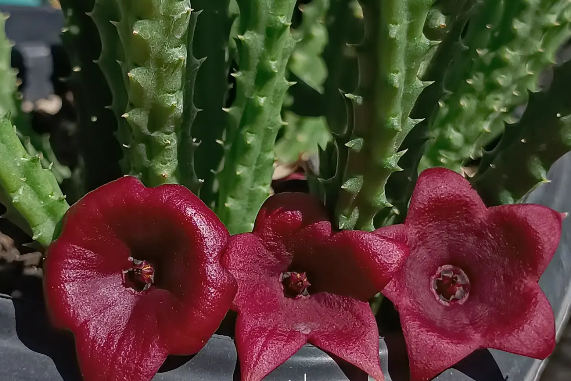 Huernia keniensis x Stapelia nudiflora 7 Seeds
