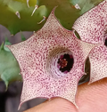 Huernia Strawberry 5 Seeds