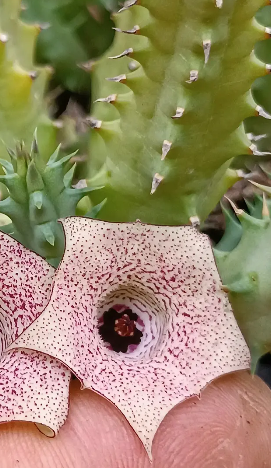 Huernia Strawberry 5 Seeds