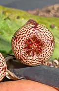 Stapelia engleriana x Orbea albocastanea 7 Seeds
