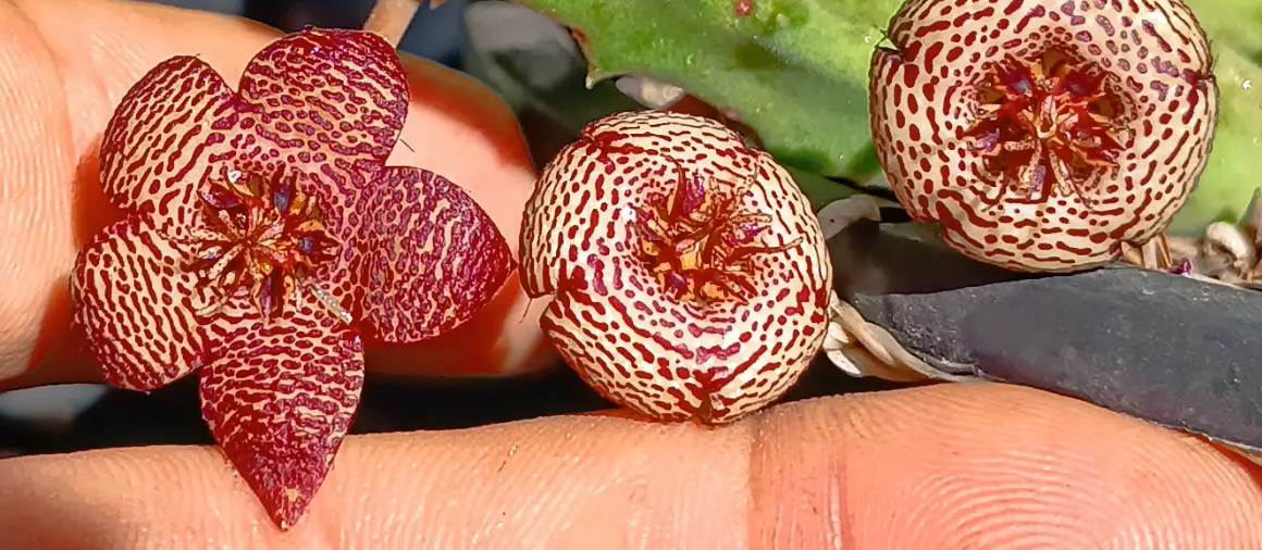 Stapelia engleriana x Orbea albocastanea 7 Seeds