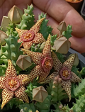 Orbea semota x Orbea variegata 6 Seeds