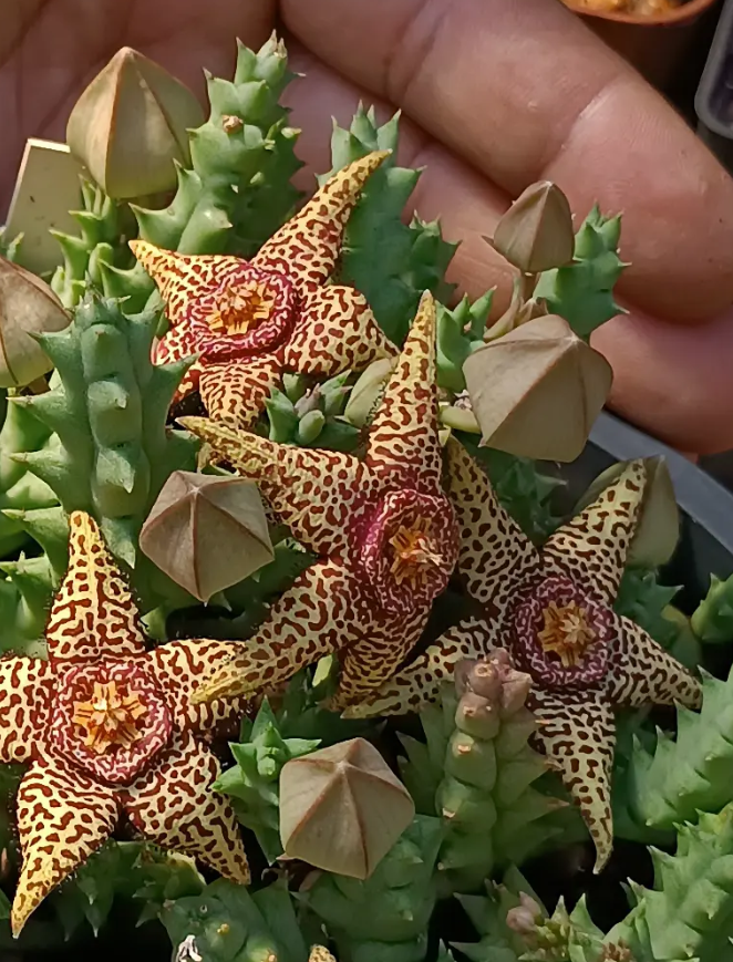 Orbea semota x Orbea variegata 6 Seeds