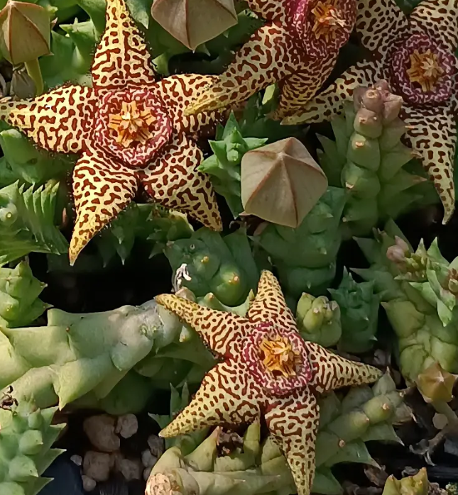 Orbea semota x Orbea variegata 6 Seeds