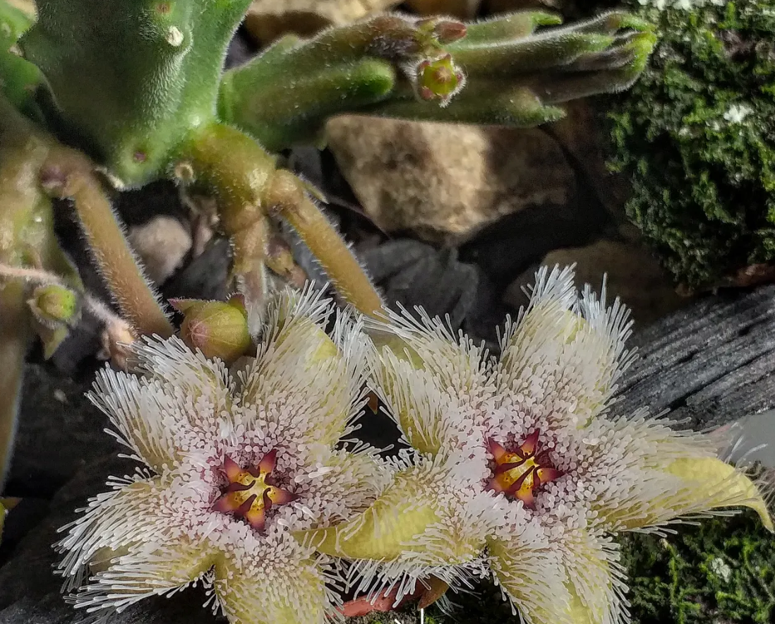 Stapelia glanduliflora 7 Seeds