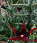 Orbea semitubiflora 6 Seeds