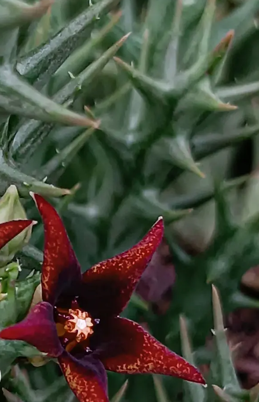 Orbea semitubiflora 6 Seeds