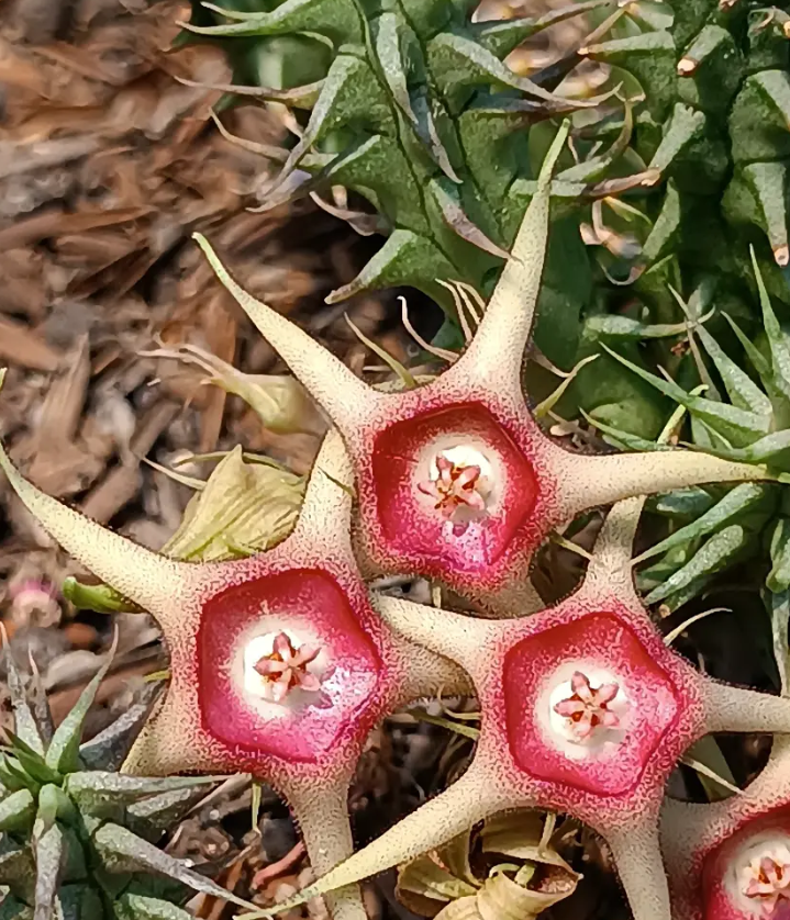 Huernia verekeri ssp. verekeri 5 Seeds