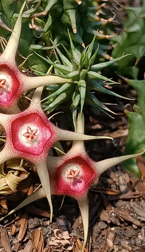 Huernia verekeri ssp. verekeri 5 Seeds