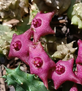 Huervalia 'Pink' 7 Seeds