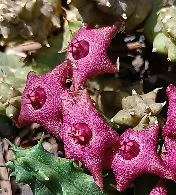Huervalia 'Pink' 7 Seeds