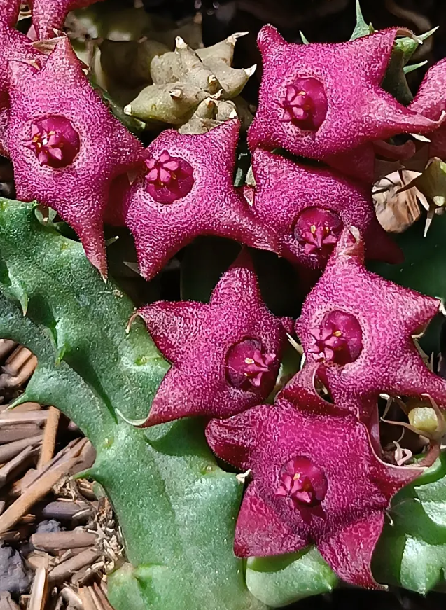 Huervalia 'Pink' 7 Seeds