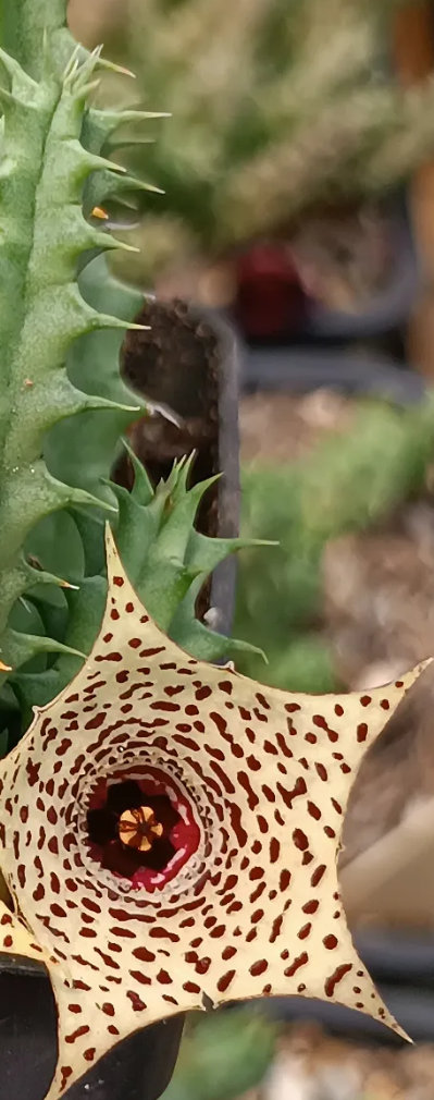 Huernia 'Flakes' 7 Seeds