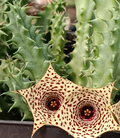 Huernia 'Flakes' 7 Seeds