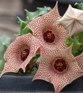 Huervalia 'Maze' 7 Seeds