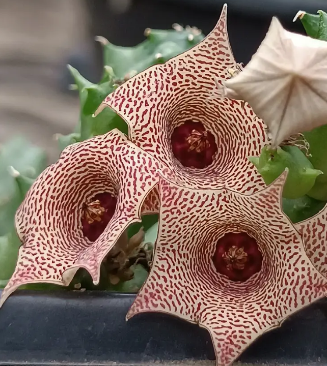 Huervalia 'Maze' 7 Seeds