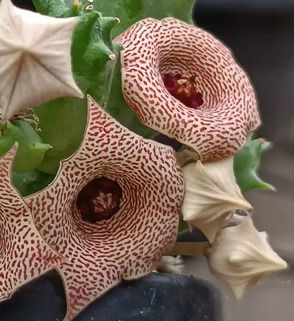 Huervalia 'Maze' 7 Seeds
