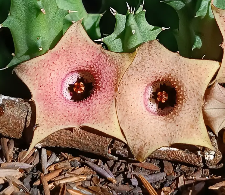 Huernia 'Double Color' 7 Seeds