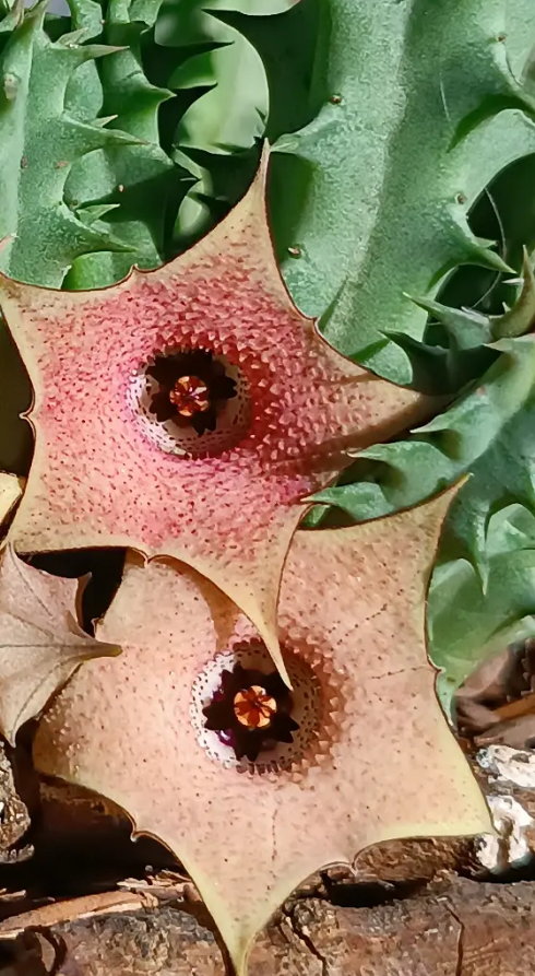 Huernia 'Double Color' 7 Seeds