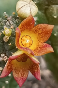 Echidnopsis 'Micrus' 5 Seeds