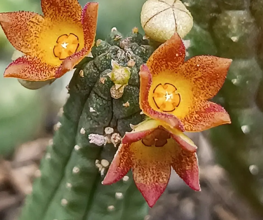 Echidnopsis 'Micrus' 5 Seeds