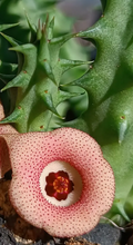 Huernia 'Amore' 7 Seeds