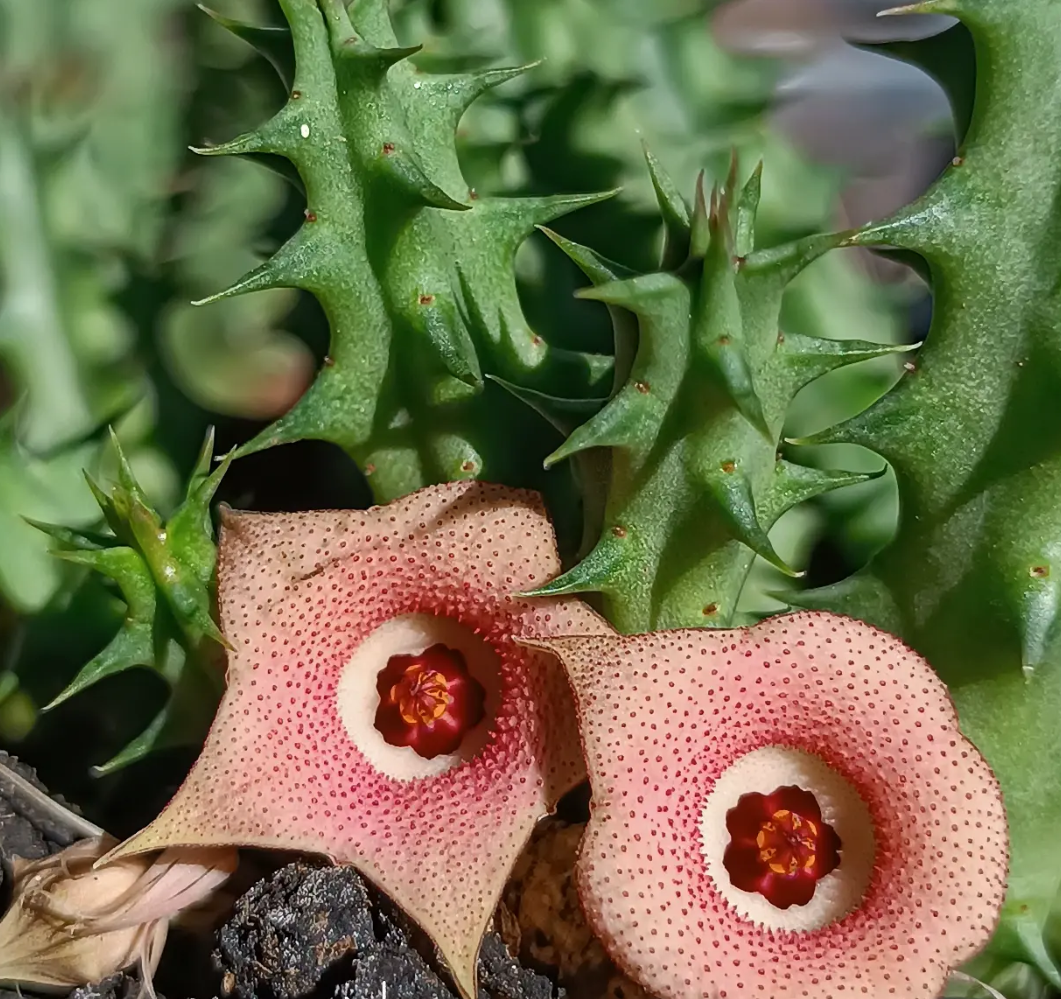 Huernia 'Amore' 7 Seeds