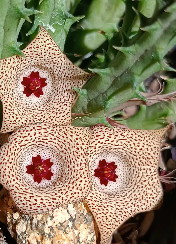 Huernia 'Romance' 7 Seeds