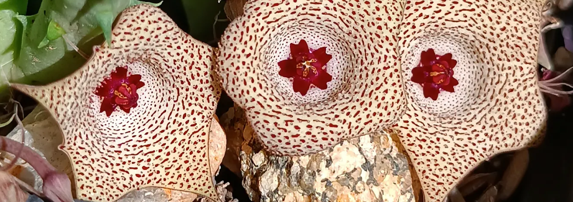 Huernia 'Romance' 7 Seeds