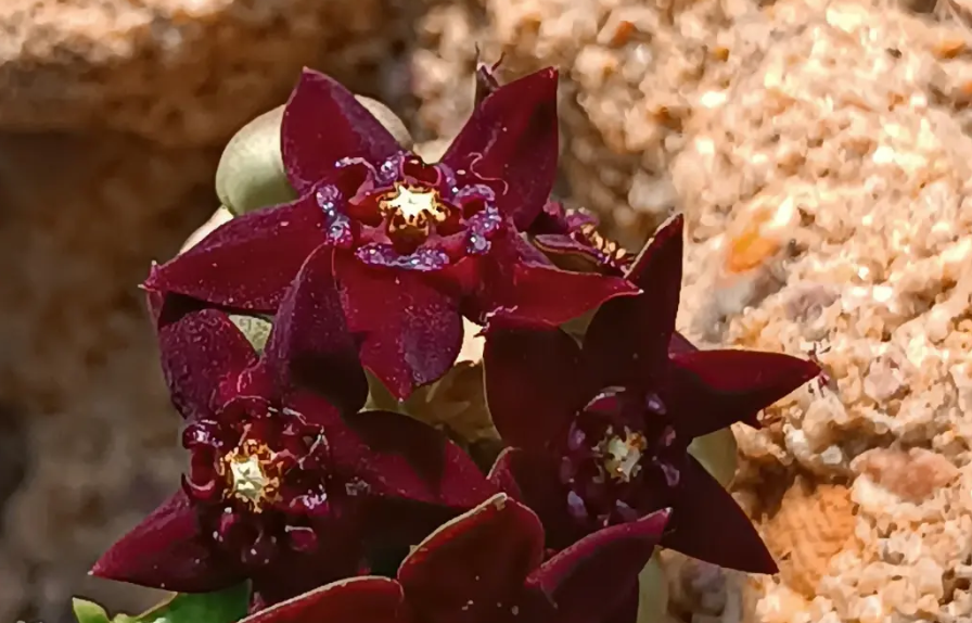 Caralluma shadbana 5 Seeds
