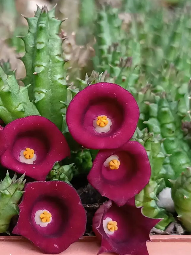 Huernia humpatana 7 Seeds