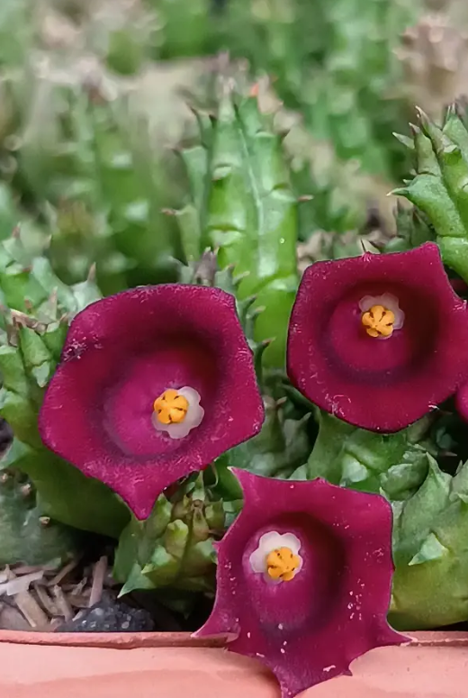 Huernia humpatana 7 Seeds
