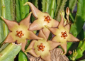 Stapelia divaricata 7 Seeds