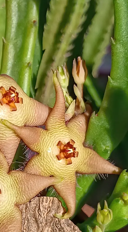 Stapelia divaricata 7 Seeds