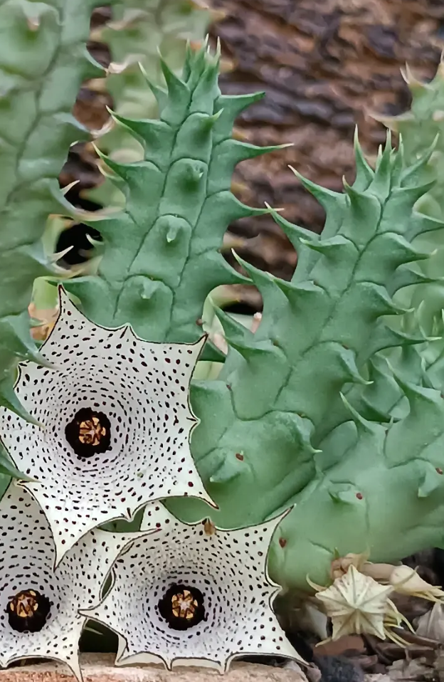 Huernia delicata 5 Seeds